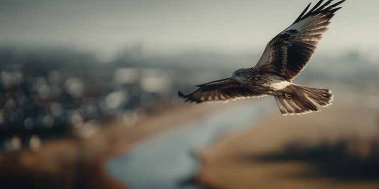 Valk boven een stad