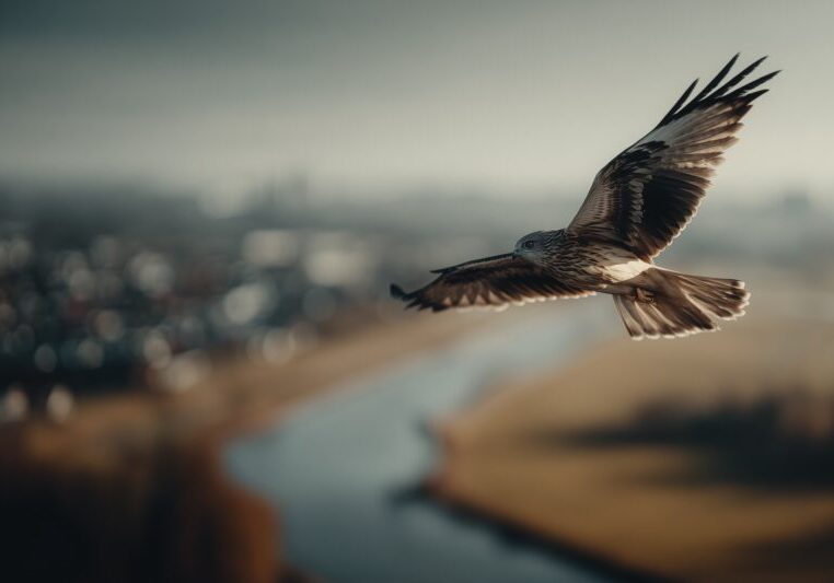 Valk boven een stad